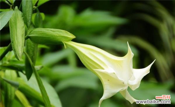 神秘、独立、激情的紫色曼陀罗花 紫色曼陀罗花的花语与象征意义