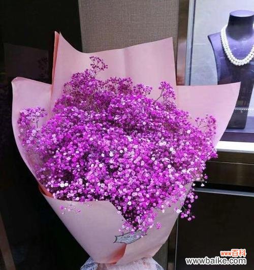 紫色满天星花语的深刻意义 紫色满天星的花语