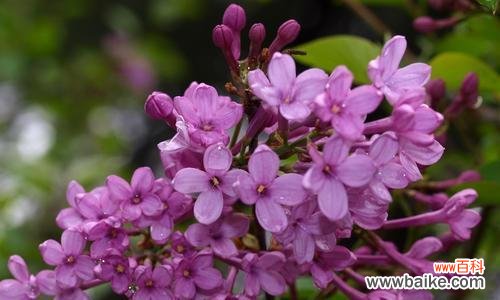 探寻紫色马蹄莲的奥秘与美丽 马蹄莲之紫色花语