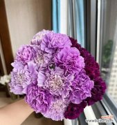 紫色康乃馨的神秘与浪漫 紫色康乃馨花语与寓意