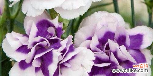 紫色康乃馨的神秘与浪漫 紫色康乃馨花语与寓意