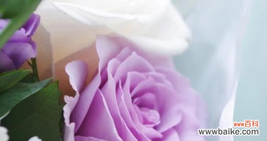 神秘华丽的紫色玫瑰散发出的魅力 紫色玫瑰的花语