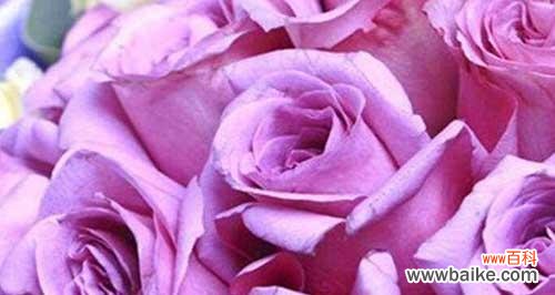 神秘华丽的紫色玫瑰散发出的魅力 紫色玫瑰的花语