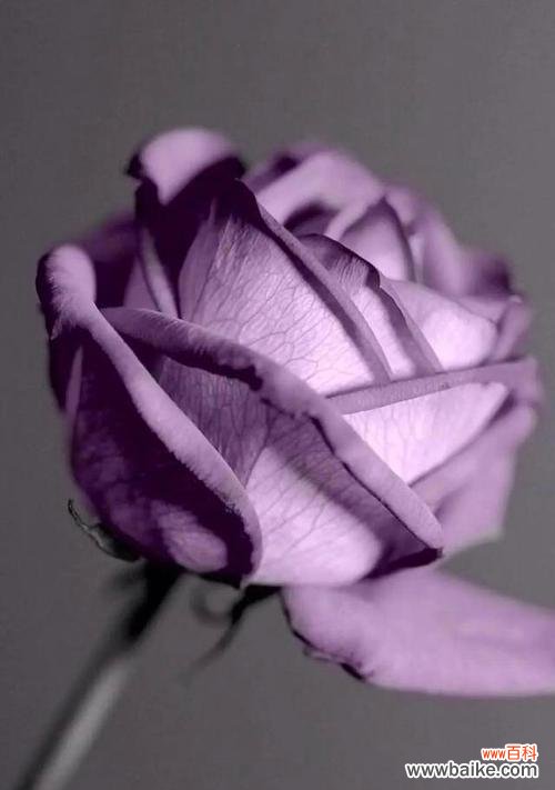 探秘紫色玫瑰的浪漫花语与深刻寓意 紫色玫瑰的花语与寓意