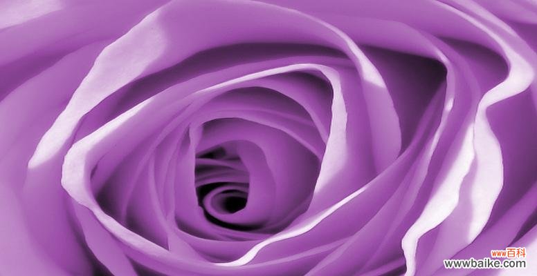 深邃神秘、高贵典雅、浪漫诗意 紫色玫瑰的花语和象征