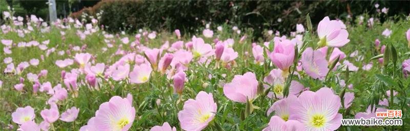 解读月见草花语的美丽诗意与寓意 美丽月见草花语