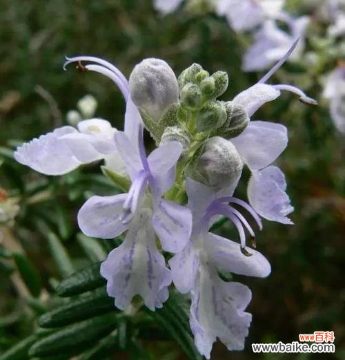 迷迭香花语的深刻意义与魅力 探寻迷迭香花语之美