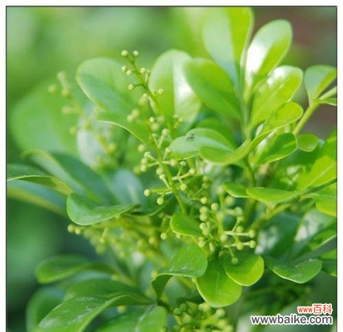 探寻米兰花的神秘背后 米兰花