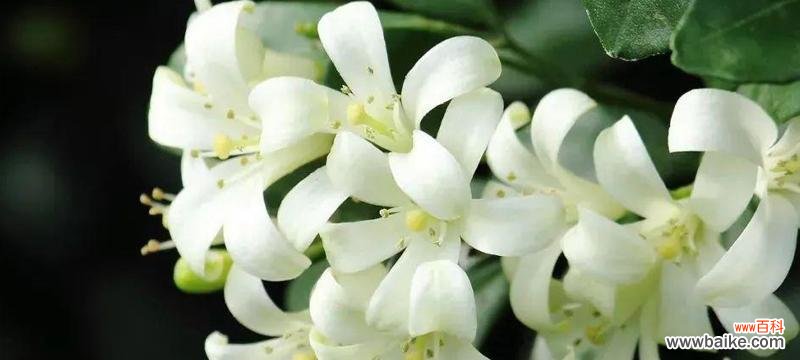 探寻茉莉花的神秘语言 茉莉花的花语与寓意