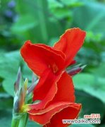 美人蕉花语意蕴浓郁蕴含丰富情感 美人蕉花语解读