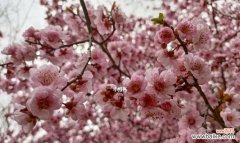 探寻美人梅的花语及背后的深意 美人梅的花语及其象征之美