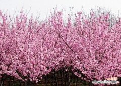 美人梅花的神秘语言和艺术魅力 美人梅花语——诠释傲世风华的花朵之美