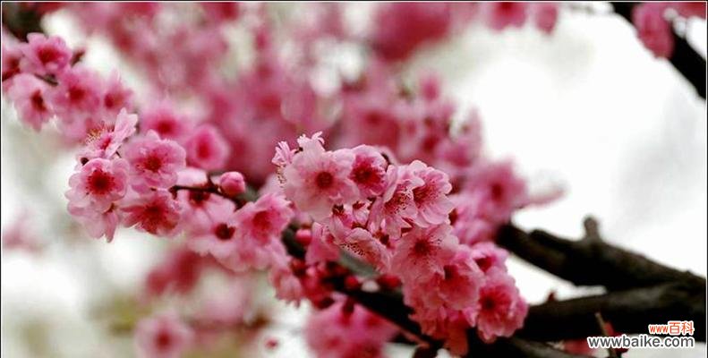 揭示美人梅的独特寓意 美人梅——美丽与坚强的象征