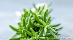 探索迷迭香花语的深层含义及其在生活中的应用 迷迭香花语的寓意与象征