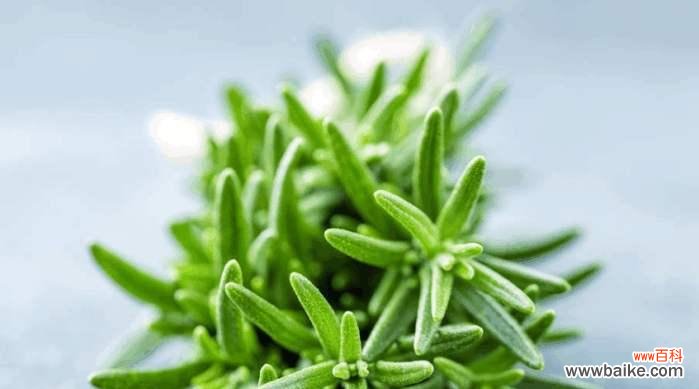 探索迷迭香花语的深层含义及其在生活中的应用 迷迭香花语的寓意与象征