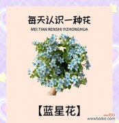 蓝洋桔梗花语代表什么？