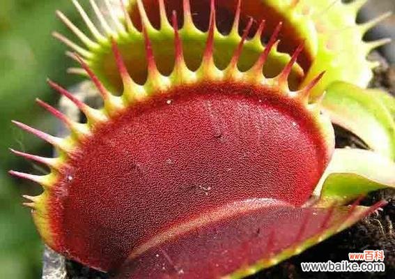 捕蝇草的花语是什么？