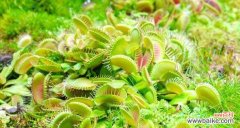 捕蝇草的花语是什么？