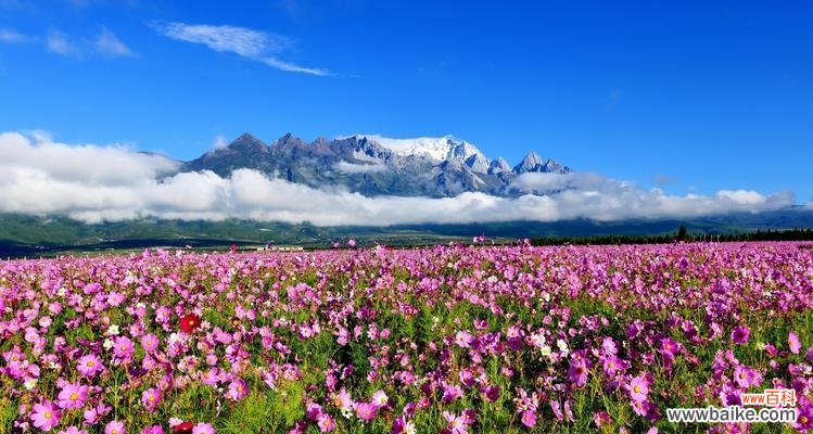 西番花的花语代表什么？