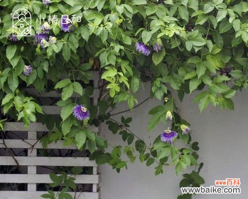 西番花的花语代表什么？