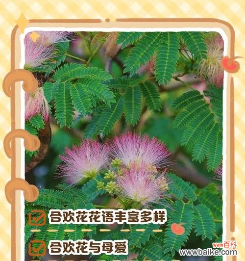 姬合欢花花语是什么?