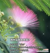 姬合欢花花语是什么？