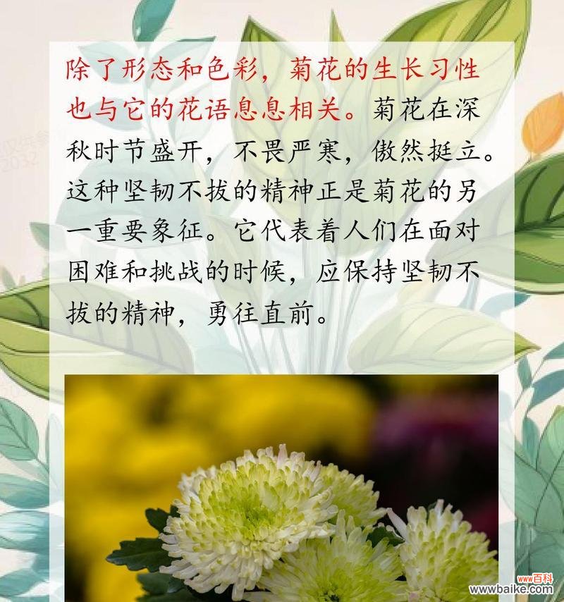 黄小菊花花语是什么?