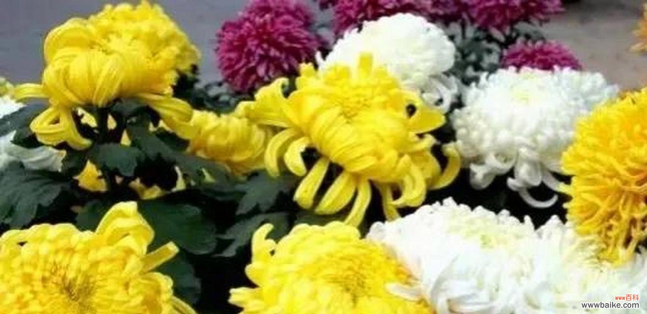 黄小菊花花语是什么?