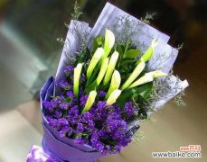 崖姜蕨的花语代表什么？