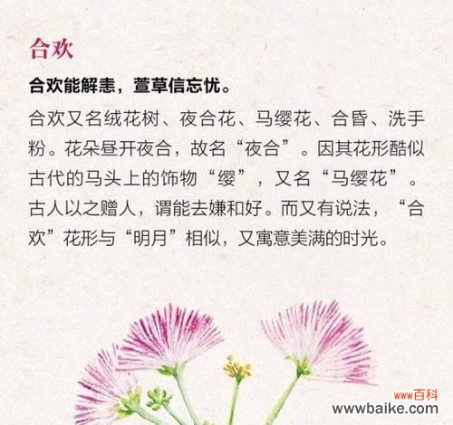 粉合欢花花语是什么?