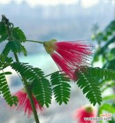 粉合欢花花语是什么？