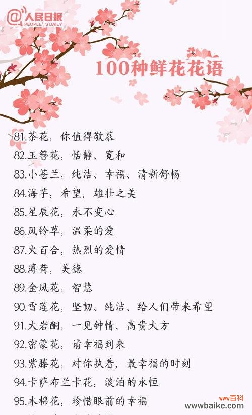 瓦松花语代表什么?
