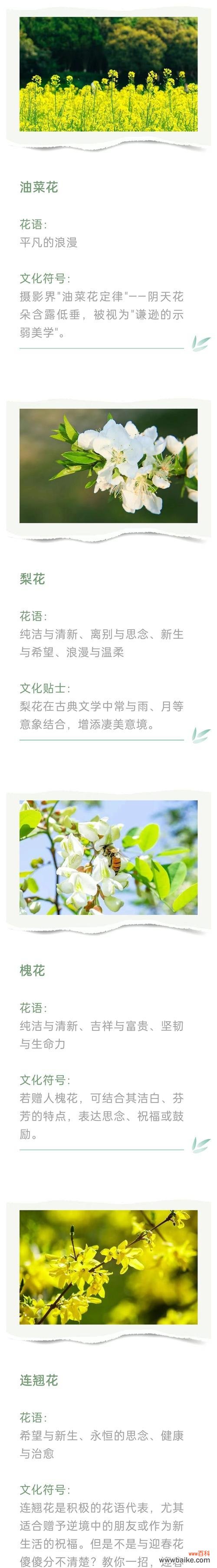瓦松花语代表什么?