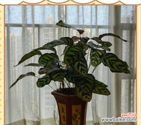 三线竹芋花语代表什么？