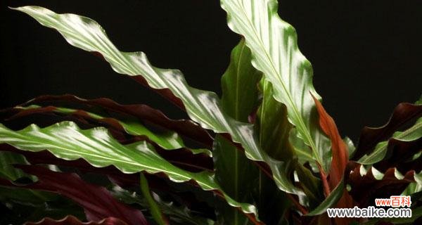 三线竹芋花语代表什么？