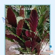 三线竹芋花语代表什么？