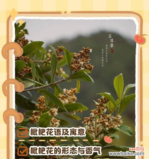 百种名花花语代表什么?
