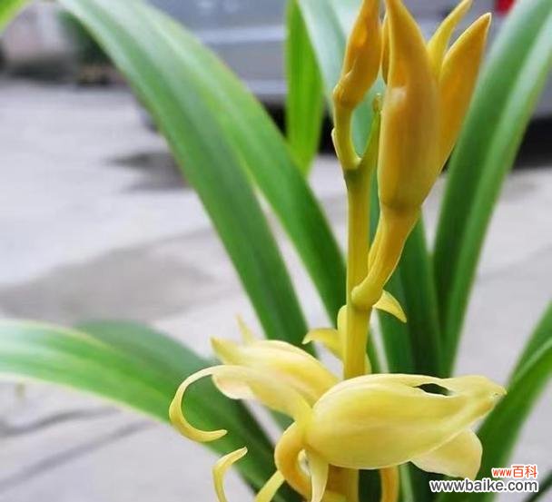 金嘴墨兰花语是什么？金嘴墨兰象征着什么？