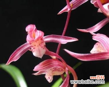 金嘴墨兰花语是什么？金嘴墨兰象征着什么？