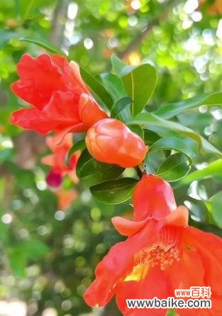 石榴花的花语是什么？采摘石榴花有何寓意？