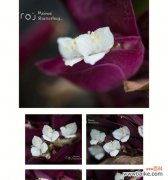 紫背桂的花语有哪些？紫背桂象征着什么？