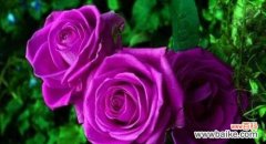 揭开紫色玫瑰背后的深意 紫色玫瑰的花语与意义