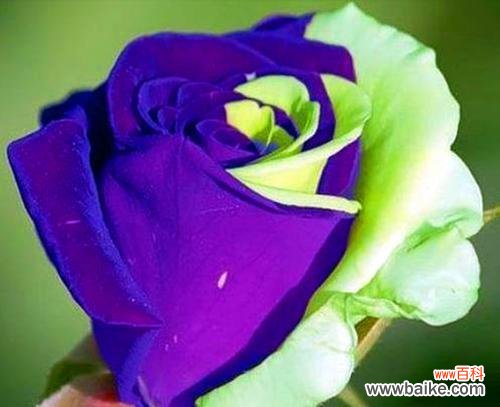 揭秘紫色玫瑰的花语与文化底蕴 紫色玫瑰花的寓意及象征意义