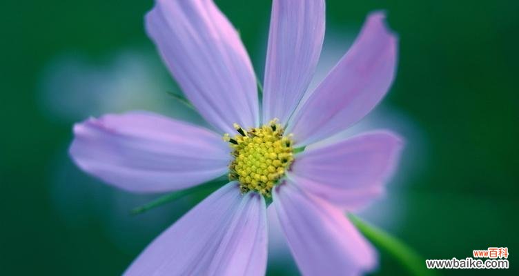 探究紫色小雏菊的花语以及其深远的寓意 紫色小雏菊的花语与寓意