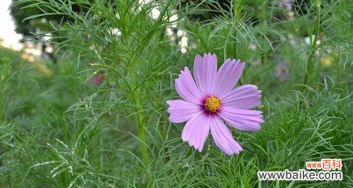 探究紫色小雏菊的花语以及其深远的寓意 紫色小雏菊的花语与寓意