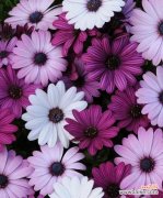 探究紫色小雏菊的花语以及其深远的寓意 紫色小雏菊的花语与寓意