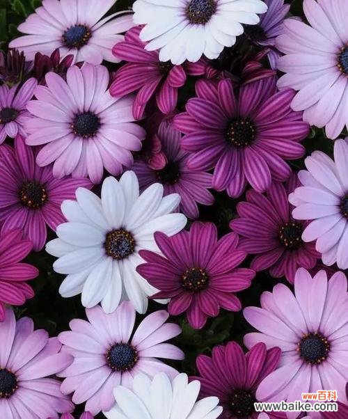 探究紫色小雏菊的花语以及其深远的寓意 紫色小雏菊的花语与寓意