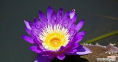 紫色睡莲，代表着深情厚意与神秘爱恋 紫色睡莲的花语
