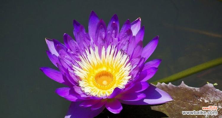 紫色睡莲,代表着深情厚意与神秘爱恋 紫色睡莲的花语