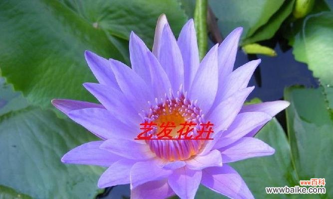 紫色睡莲,代表着深情厚意与神秘爱恋 紫色睡莲的花语